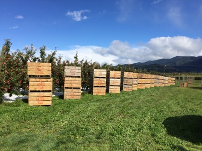 Harvest Picking! Beautiful orchard of non-gmo, sweet Envy™ Apples